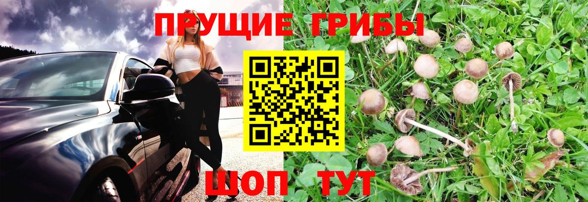 Черногорск  Псилоцибиновые грибы GOLDEN TEACHER  Вход с VPN 